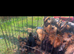 Beautiful Yoshire terrier puppies