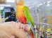 Baby Pineapple conure hand reared available,4