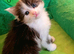 Maine Coon