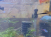 Tropical fish