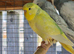 Pet Budgies