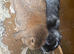 Bonded pair off female rabbits with cage