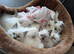 Beautiful Ragdoll Kittens