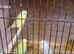 BUDGIES - VARIOUS COLOURS