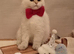 GCCF British Shorthair Male - Chocolate Golden Point