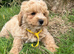 Cavachon x toy poodle