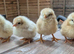 Chicks and chickens