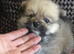 Pomeranian puppies ready now