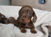 Dachshund puppies