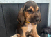 Stunning bloodhounds