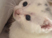 Beautiful kittens for sale