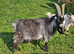4 year old Pygmy Billy looking for a new home