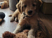READ NOW Miniature Goldendoodle Puppy F1B