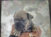 French bull dog puppies for sale