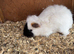 Black and white guinea pig