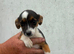 3 miniature jack Russell