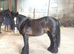 Stunning 13.1hh 9yo black cob gelding.