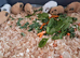 BABY CALIFORNIAN GUINEA PIGS