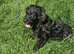 Cockapoo puppies F1