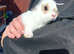 Baby rabbits