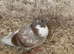 Roller pigeons