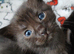 7 beautiful kittens looking for their forever homes