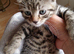 Nice kitten