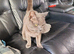 2 yr old spayed female