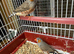 4 cock bird zebra finch
