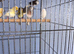 13 Canaries