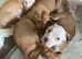 American bulldog *ready to go*