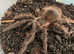 Brazilian Salmon pink goliath tarantulas