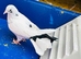 Baby Fantail Pigeons