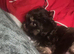 2 x Female puppies from a litter of 6 left