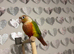 pineapple cheek conure