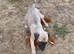 Whippet Puppies READY NOW