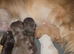 5 quality cocker spaniel pups ready now