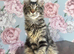 Maine Coon Kittens Pedigree Registered