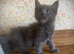 Full Maine Coon Russian Bred Male Kittens