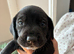 Springer spaniel cross dachshund puppies