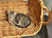 Adorable Female tabby kitten in need of a loving home.
