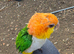 Caiques