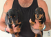 Beautiful black and tan miniature dachshund puppies