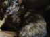 2.kittens for sale