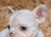 White/Pied French Bulldog puppies
