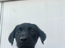 Beautiful Black Labrador Puppies – 2 Boys & 2 Girls – 9 Weeks Old