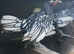 Seabright Bantam Cockerell