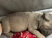 4 adorable pups waiting for their forever homes