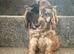 Beautiful puppies