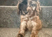 Beautiful puppies
